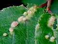 Eriophyes homophyllus gall